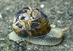 snail from photo bucket